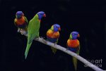 lorikeet9.jpg