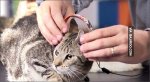 funny-cat-headphone-music-listening.jpg