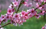 spring-branch-wallpapers_5210_1280x800.jpg