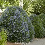 2318-victoria-california-lilac-full-shot-300x300.jpg