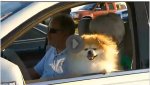 Doggie.jpg Doggie.jpg