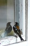 DSC_3422.JPG