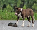 dog turtle.jpg