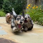 3dogs.jpg