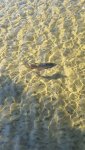 Fish.jpg