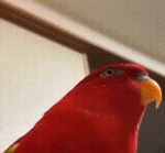 IMG_20241005_110626.gif