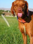 dog tongue sized.jpeg dog tongue sized.jpeg