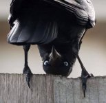 crow.jpg