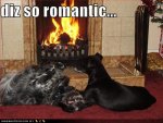 loldogs-cute-puppy-pictures-soromantic.jpg