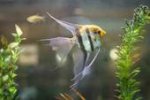 AngelFish 1.jpg