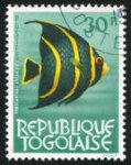 AngelFish 2.jpg
