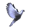 H S Dove 6.gif