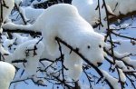 snow or polar bear.jpg