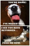 cats vs dogs.jpg