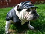 biker-bulldog.jpg biker-bulldog.jpg
