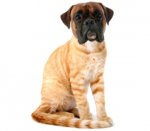 dog-cat-hybrid.jpg