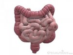 human-intestines-thumb10245706.jpg
