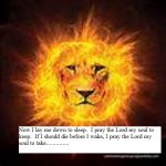 lion01.jpg