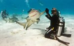 cool-shark-diver-high-five-ocean-fish.jpg