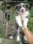 cute-puppy-beautiful-happy-gray.jpg