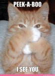 peekaboo-i-see-you.jpg