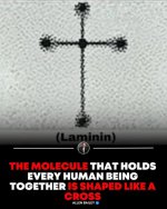 658155709_906705302351250_5890163147981336933_n molecuCross.jpg
