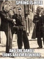 dandelion.jpg