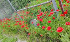 poppies.jpg poppies.jpg