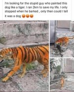 tiger.jpg