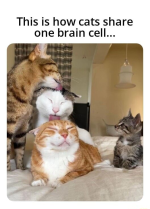 1781637034461.png