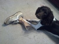 dog-bone.jpg