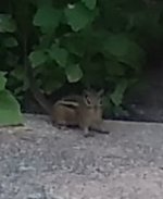 chippy.JPG