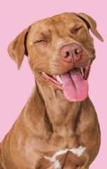 dog2.jpg