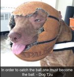 dog.jpg