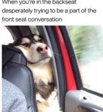 dog backseat.jpg
