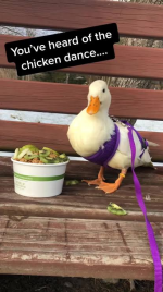 1785200388867.png 1785200388867.png