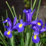 images.webp images.webp
