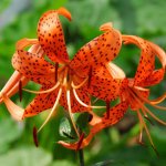 images-31.jpg