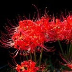 spider lilies.jpg
