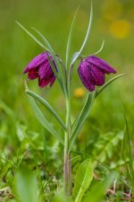 images-45.jpg