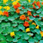 images-48.jpg