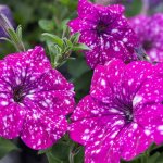 images-49.jpg