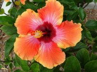 images-54.jpg