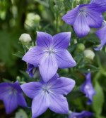 images-65.jpg