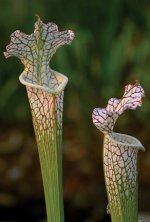 images-77.jpg