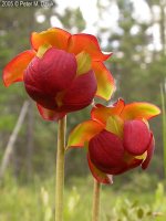 images-79.jpg