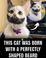 cat beard.jpg