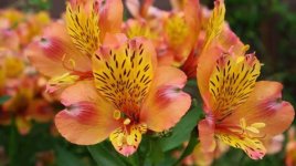 images-96.jpg