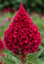 images-81.jpg