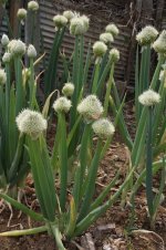 images-91.jpg